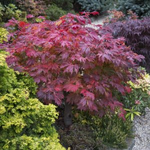  Javor japonský (Acer japonicum) 'ACONITIFOLIUM´ - výška 40-60 cm, kont. C3L